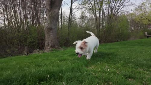 Dog Jack Russell Terrier Runs Field Green in Spring Slow Motion View Footage