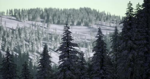 Snowy Winter Forest Pan with Pine Trees