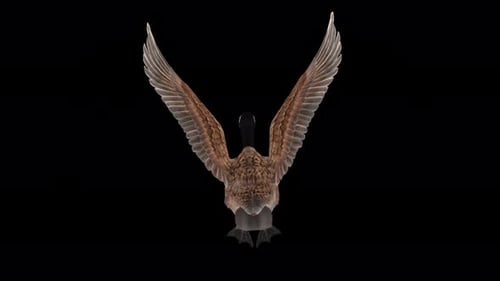 Canada Goose - North American Hunt Game Bird - Flying Loop - Aerial Back View CU - Alpha Channel 4K