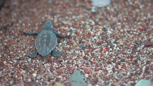 Babyschildkröte krabbelt auf Strandsand in Richtung Meer. Kleine Schildkröte läuft nach... in Richtung Meer
