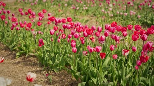 A Field of Blooming Tulips in Spring
