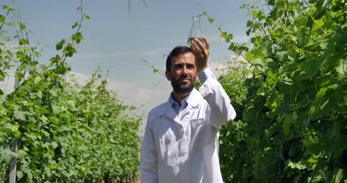 Specialist for plants, checks the grape fields, takes the moisture leaf, in a white coat, a backgr