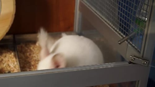 Close up of white chinchilla searching food and trying to get out of the cage