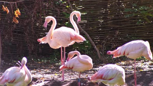 Pink Flamingo Bird Flamingos Life Animal Nature