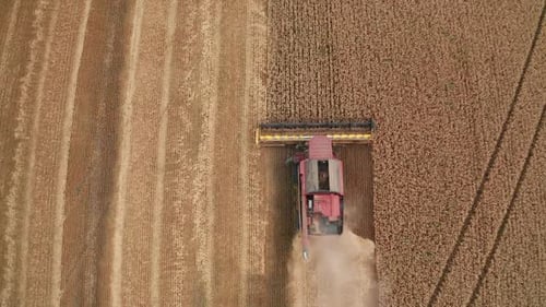 Big yellow crops gathering. Huge wheat harvester working in the field.