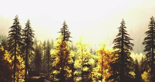 Nature Displays Vibrant Colors During Autumn Season in a Tranquil Forest