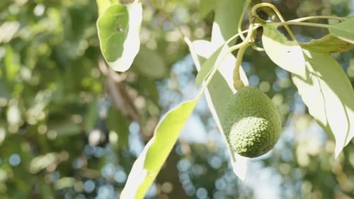 Zeitlupenkamera, die herumkreist und Avocados auf dem Baum mit leuchtenden Sonnenstrahlen zeigt.
