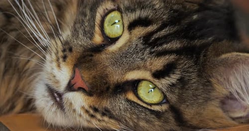 Portrait of one Maine coon cat.