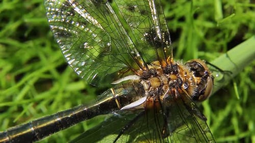 A Dragonfly Crawls on the Grass Dragonfly Closeup on a Green Background