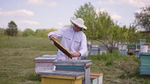 Beekeeper looks attentively at the frame covered with bee brood.