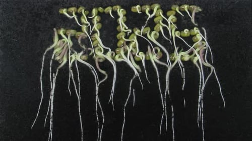 Mung Beans Sprout and Grow Timelapse