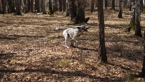 A Dalmatian Joyfully Runs Through a Forest Clutching a Stick