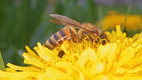 Honeybee Collects Nectar from Bright Dandelion Flower