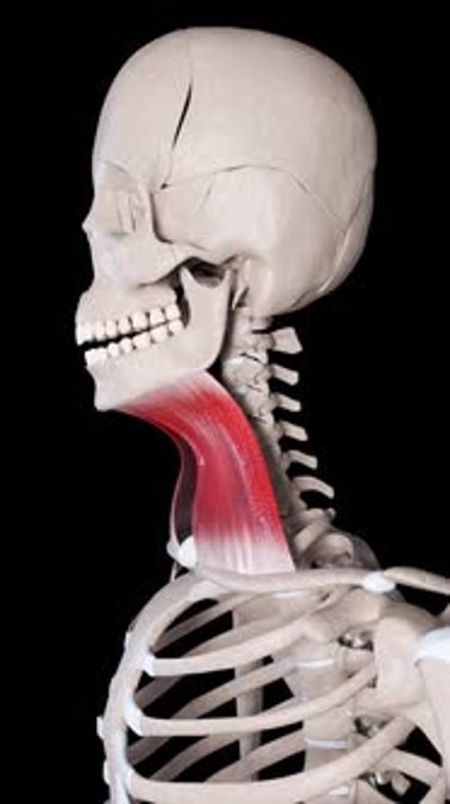 Platysma Muscle Movement Side View Vertical Video