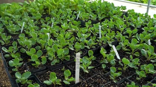 Plants Growing in Indoor Agriculture Facility