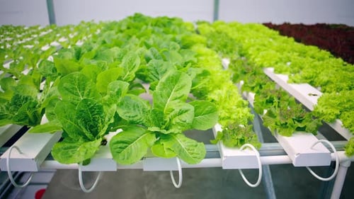 Lettuce Growing in Hydroponic Greenhouse, Indoor Farming