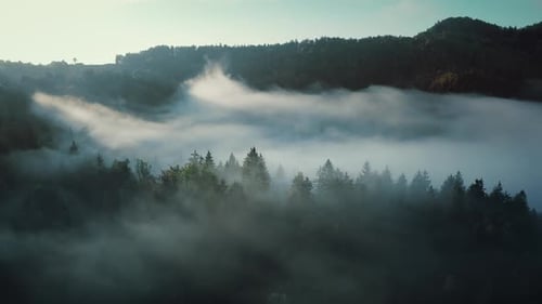 Amazing timelapse of soft fog blowing over pine tree forest.