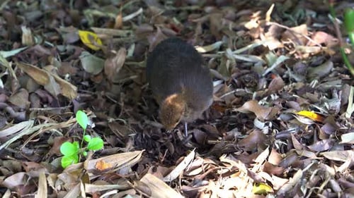 Buff-Banded Rail Foraging in the Undergrowth