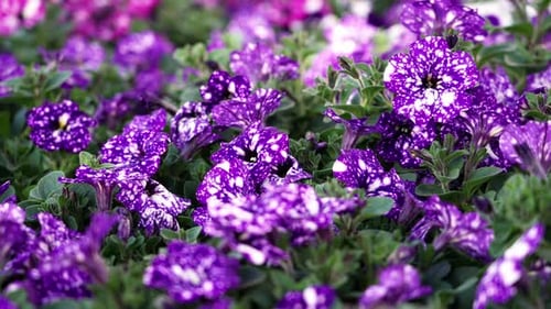 Purple speckled petunias in a flowerbed - isolated sliding view