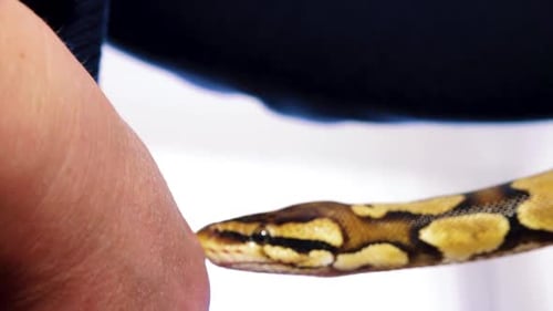 Un python étrangle un serpent tenu par un homme