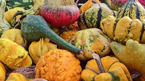 Close-Up Moving Shot of Colorful Pumpkins and Gourds
