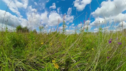 Landscape with Summer Meadow