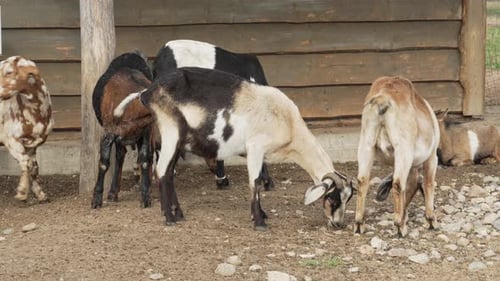 Eine Ziegenherde weidet auf einem Bauernhof und schaut an einem sonnigen Tag in die Kamera. Huftier Ziege. Bärtig