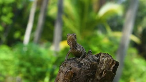 Lagartija de jardín oriental hembra en un árbol talado en el país tropical de Sri Lanka