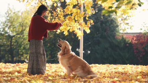 Pretty Girl with Golden Retriever Dog in Autumn Park