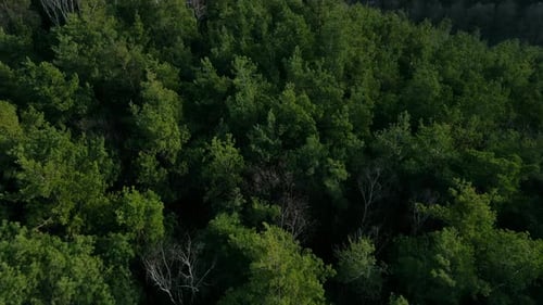Flying over the forest with drone