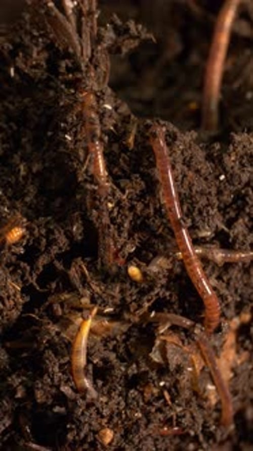 Soil Texture with Active Earthworms Vertical View