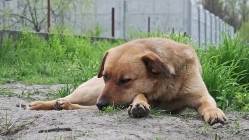 Obdachloser süßer Hund, der in Frühlingsnahaufnahme auf dem Boden liegt