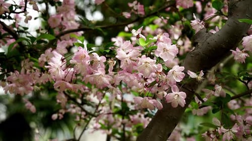 Beautiful Pink Cherry Blossoms on a spring day
