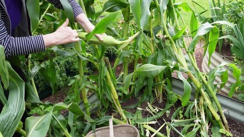 Woman’s arms pulling sweetcorn off the plant and removing the outer leaves.