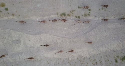 Flying above Camels Herd in the desert