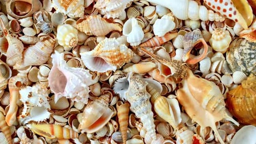 Muscheln an der Küste. Herzmuscheln. Hintergrund rotierender Muscheln