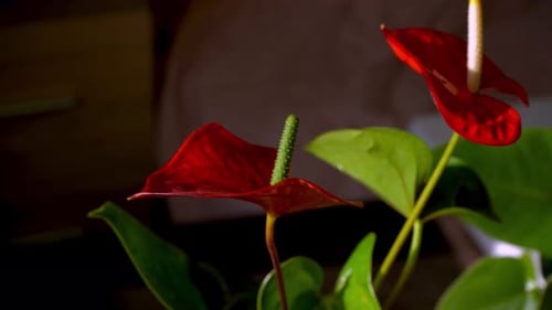 Capullos de anturio sobre fondo negro Flor casera roja con una flor central amarilla en forma de
