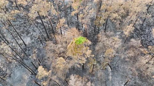 Charred Dead Vegetation Burnt Down After Wildfire Destroyed Florida Jungle Woods Devastated Forest