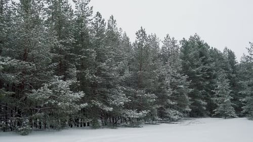 Schneefall im Pinienwald
