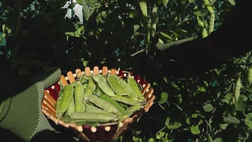 Hands Harvesting Fresh Green Peas in a Garden