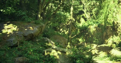 Lush Green Forest with Rocks and Sunlight Filtering Through Trees