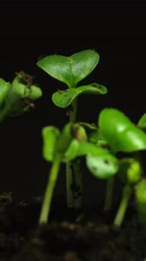 Green Sprouts Growing in Soil Time Lapse