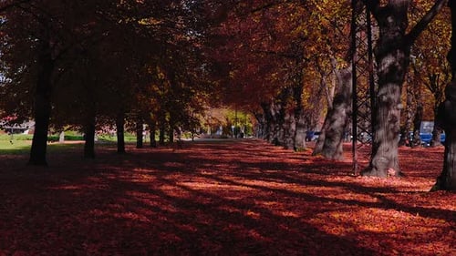 Low Angle Promenade in Riga with Autumn Leaves and Trunks