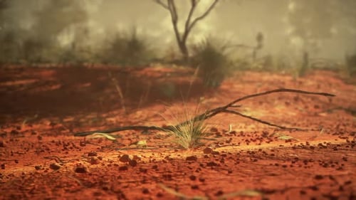 Tree Overlooking Dirt Field