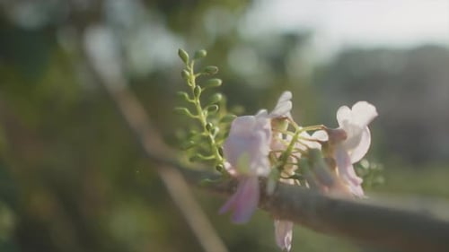 Slow motion close up backwards shot of pink flowers on a branch with green plants and the beautiful