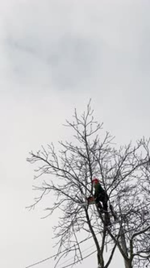 Man Trimming Tall Leafless Tree