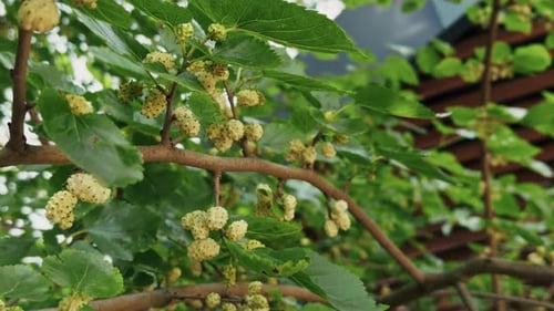 Deliciosa morera dulce en el árbol