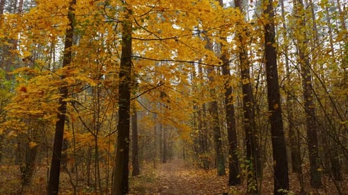 Golden Autumn Forest with Foggy Ambiance and Towering Trees Tranquil Walk
