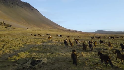 Icelandic horses running