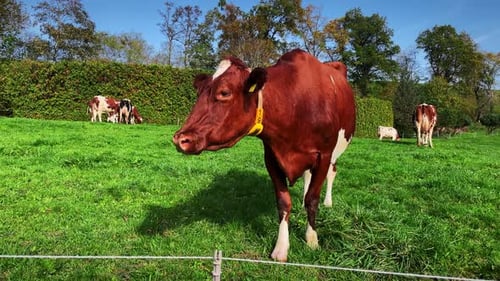 Kuh auf der grünen Wiese. Weidekuh
